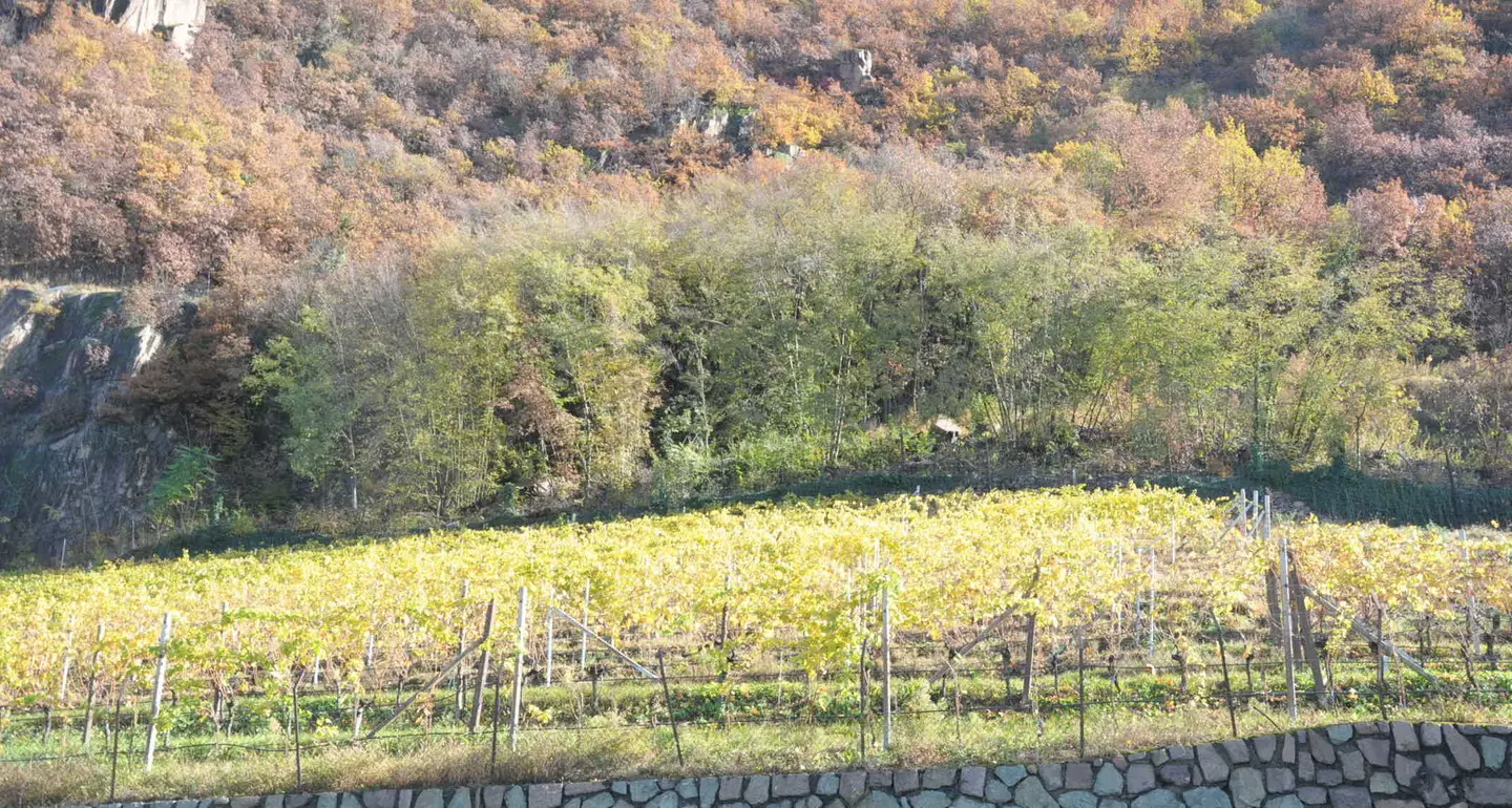 Verde boschivo in vere agricolo, perplessi i 5Stelle