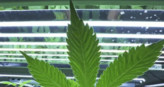 Cannabis: la terapia antidolore a carico del Servizio Sanitario Nazionale