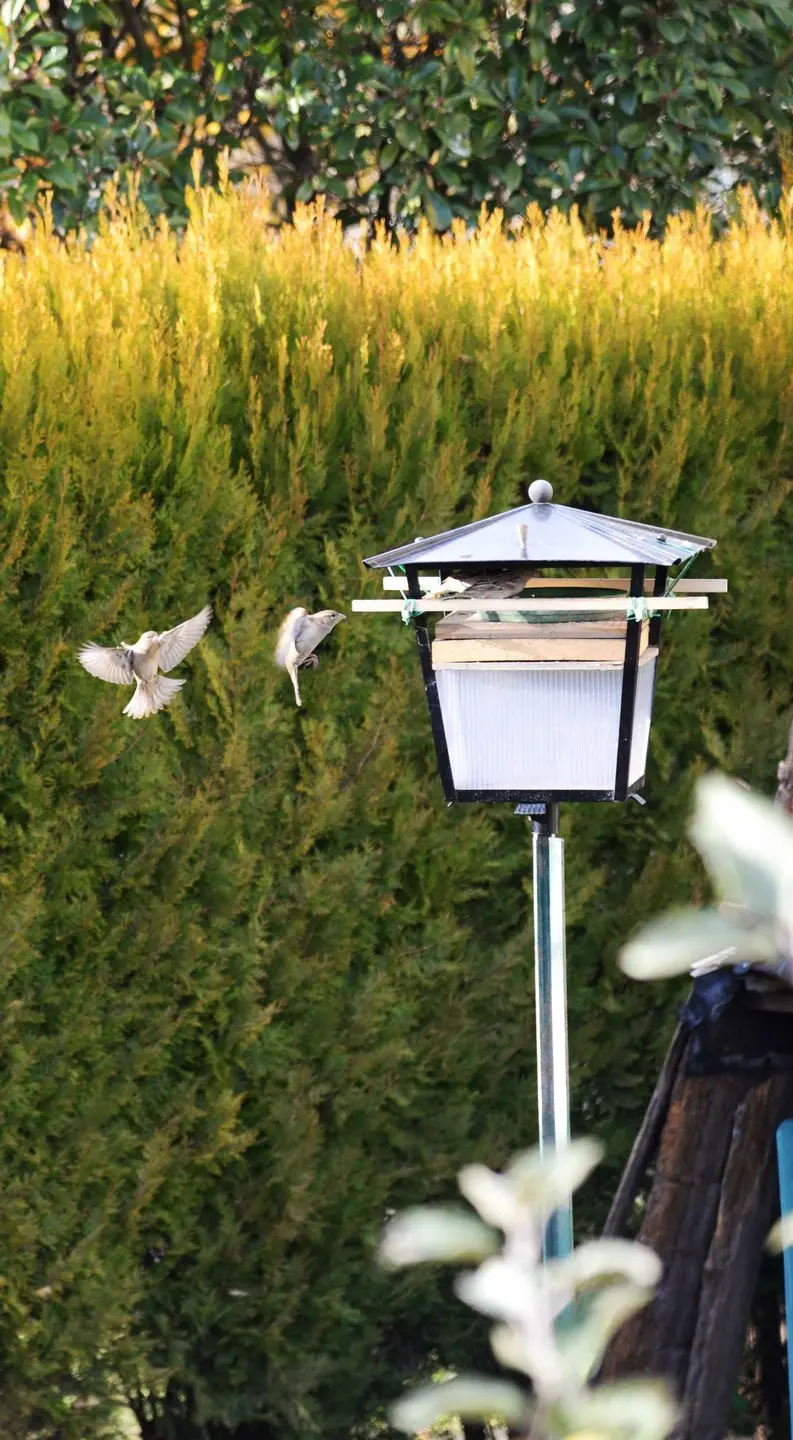 Comune a caccia di nuovi habitat per volatili e rettili