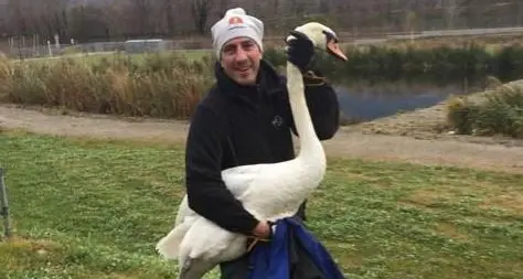 Il salvataggio del cigno intrappolato nella recinzione