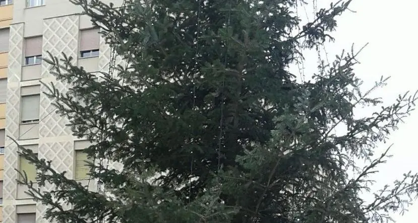 A Mantova l’albero di Bressanone