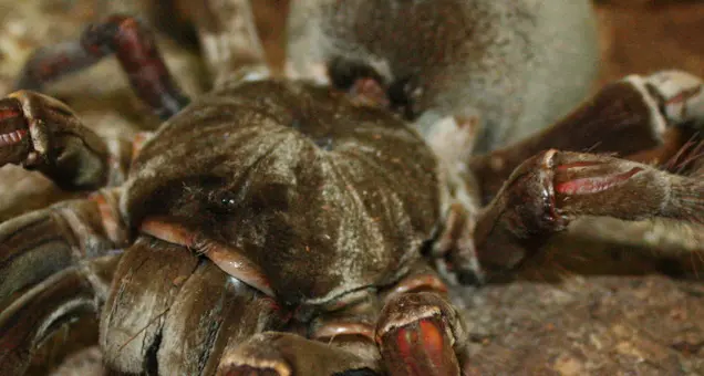 Fotografare i ragni della mostra Spiders