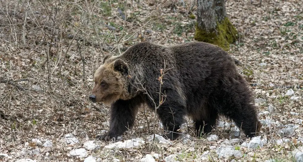 Grandi predatori: piano di management locale