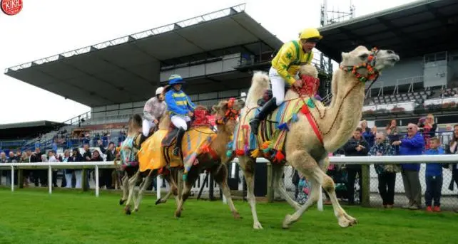 Per «rilanciare» l’ippodromo corrono anche i cammelli