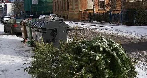 Seab raccoglie gli alberi di Natale: gratis