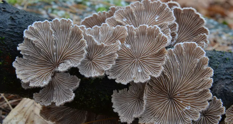 Se i funghi diventano delle vere opere d’arte