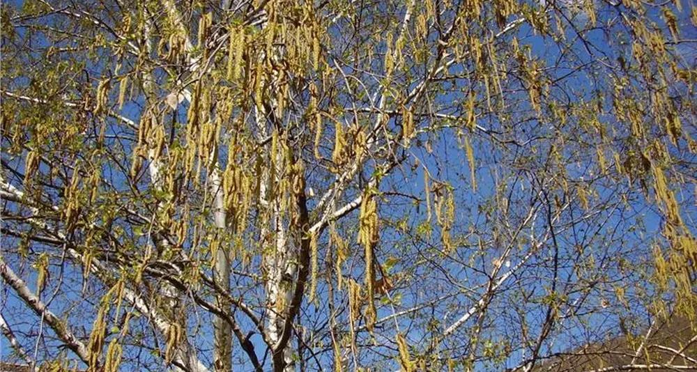 Primi pollini, occhio alle allergie