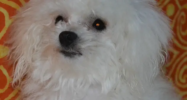 «Cane malato grave, in Badia e Pusteria nessun veterinario»