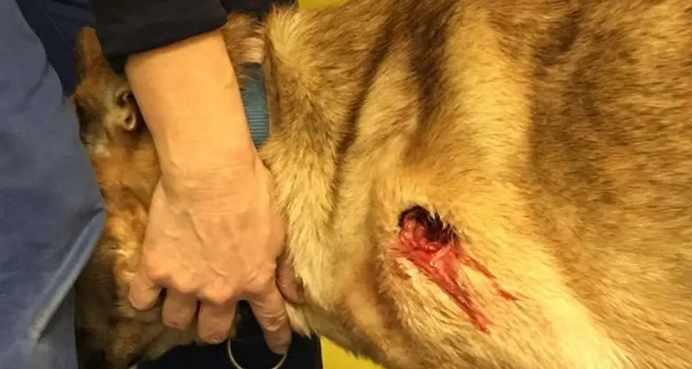 Sparano al cane con pallettoni da caccia