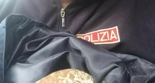 C'è un falco sulla Mebo: i poliziotti lo salvano