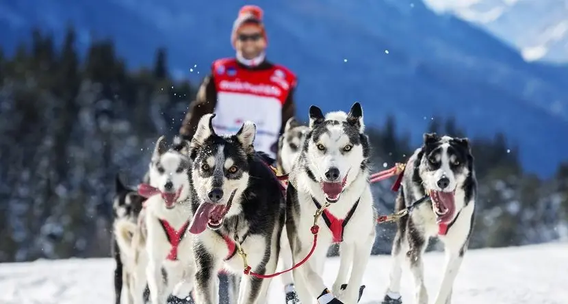 Lo sleddog fa il suo ritorno sulle nevi dell’Alto Adige