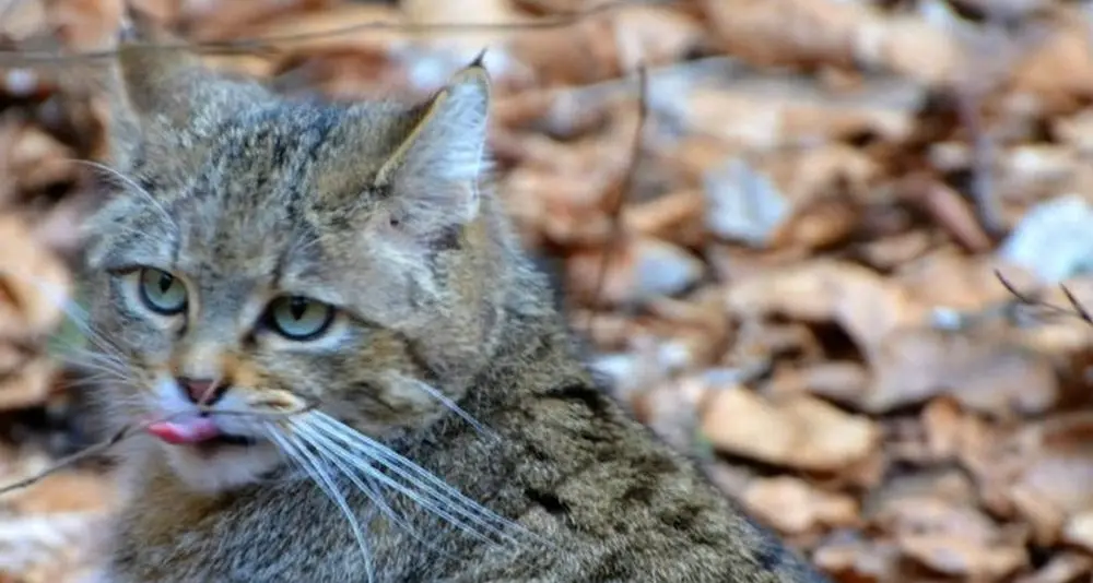 Gatto selvatico fotografato nel Bellunese