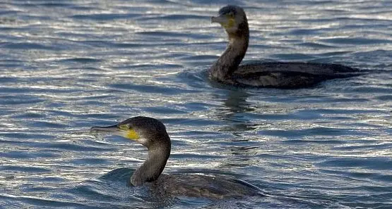 Cormorani a caccia di trote al laghetto