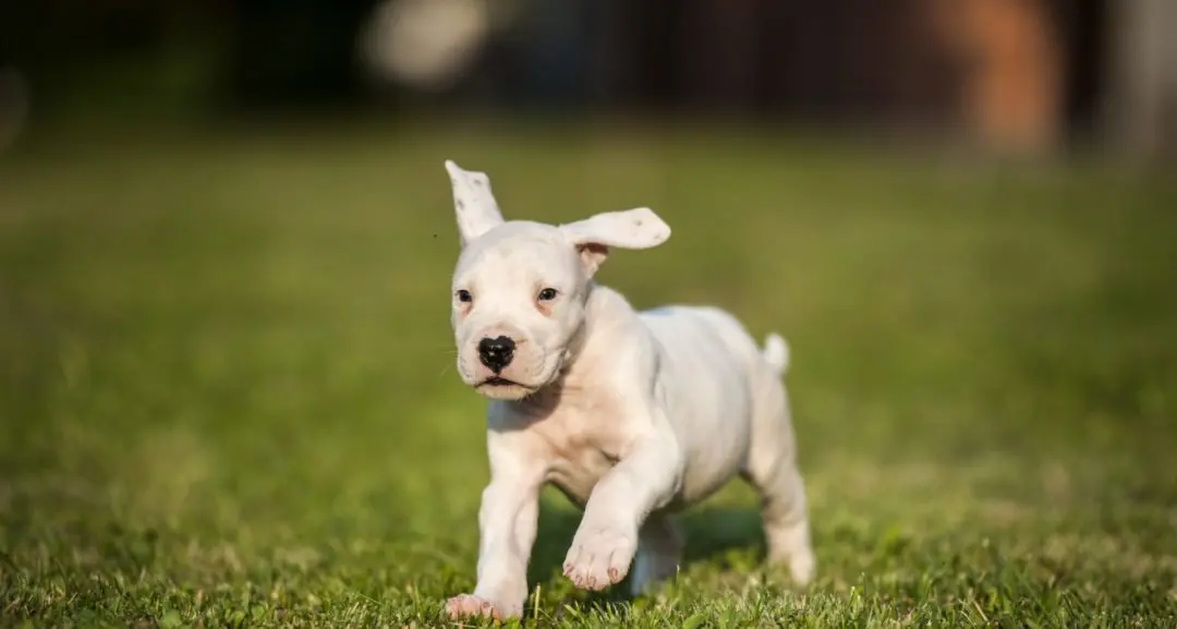 Taglio delle orecchie ai cani, denunce e biasimo