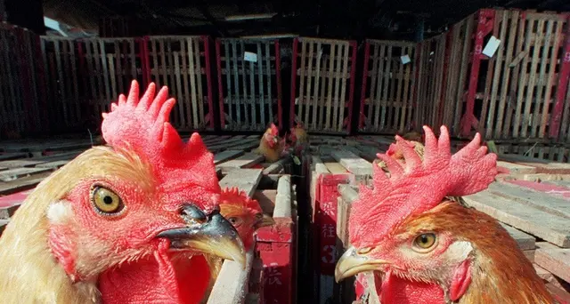 Aviaria: Cina,primo caso su uomo in 2018