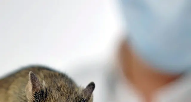 Vaccino anti-eroina, ok su topi