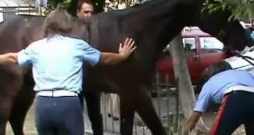 Un cavallo \"fantasma\" per le vie di Arco