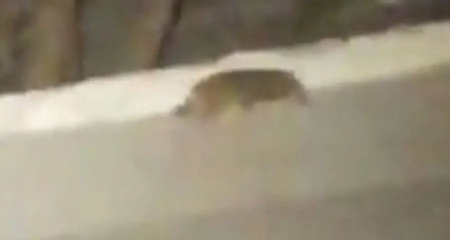 Filmato un lupo sulle piste da sci della val d’Ultimo
