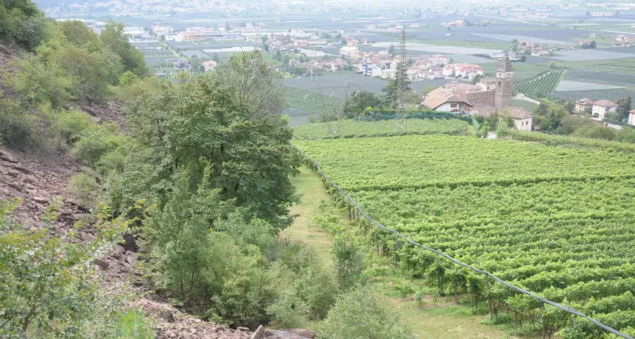Campi al posto dei boschi Trasformati 15 ettari