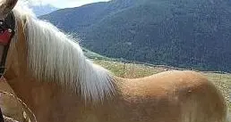 Cinque cavalli uccisi da un fulmine in val Venosta