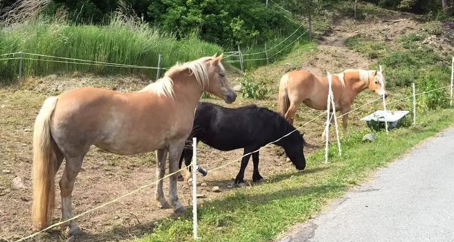 Cinque cavalli morti fulminati