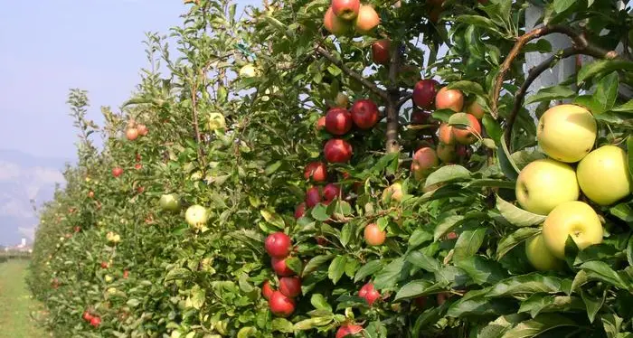 Alto Adige, la grande crescita della produzione di mele