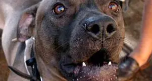 Il pitbull della vicina salta dalla finestra e morde al volto un uomo di 75 anni