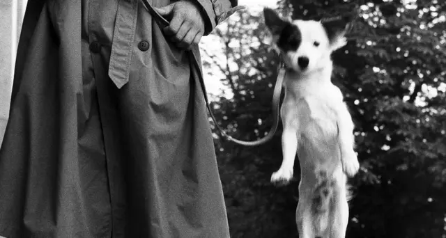 I cani \"visti\" da Erwitt a Treviso