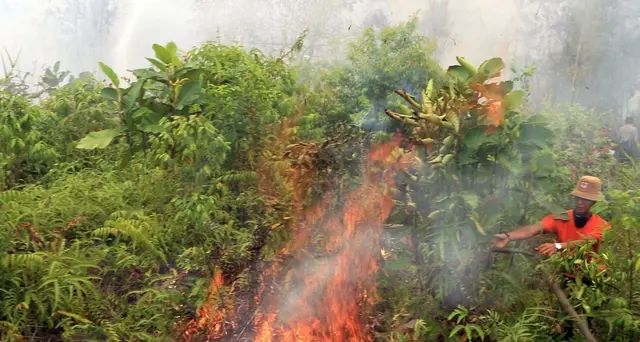 Incendi isola boreno, 14 arresti