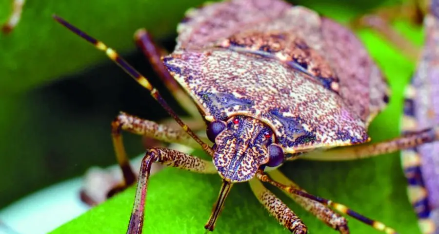 Antiparassitario contro la cimice asiatica