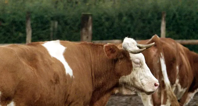 Incornato da toro muore agricoltore
