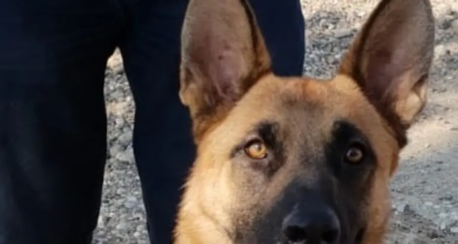 Il dolce Boris cerca subito una famiglia