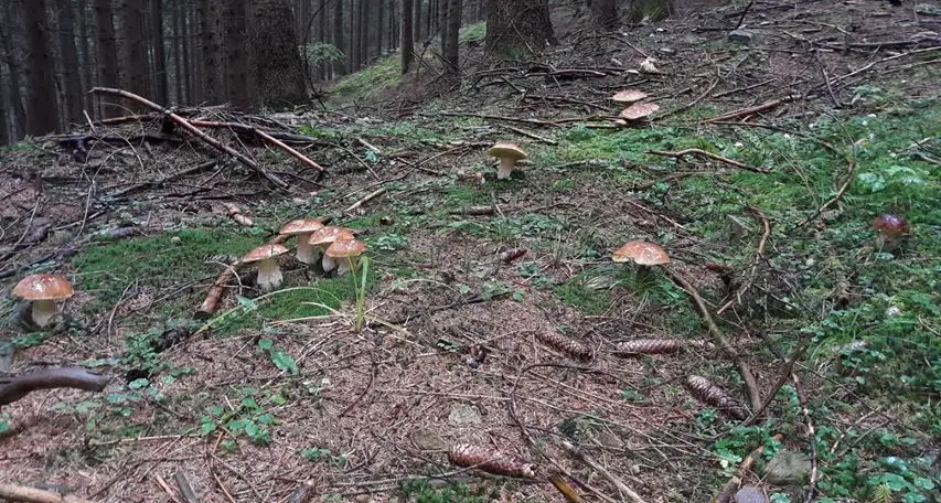 \"Una famiglia allargata di porcini\"