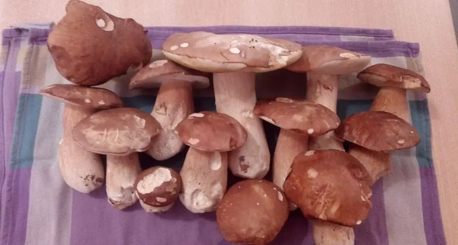 Funghi, è un settembre da record