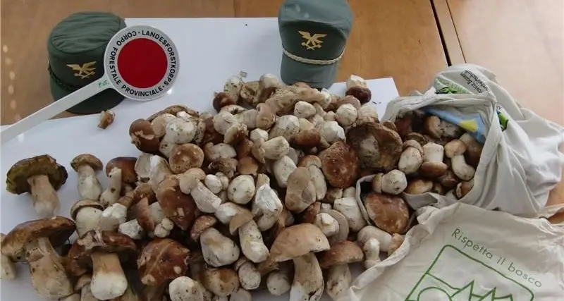 Funghi, tutto il Colle vietato ai bolzanini