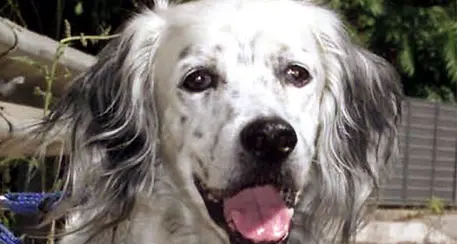 Pronta a nascere la banca dati del dna dei cani altoatesini