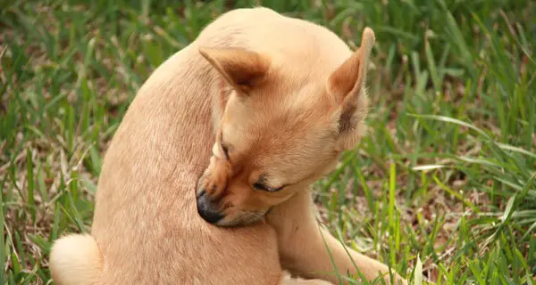 Via libera in consiglio alla banca del Dna per identificare i cani