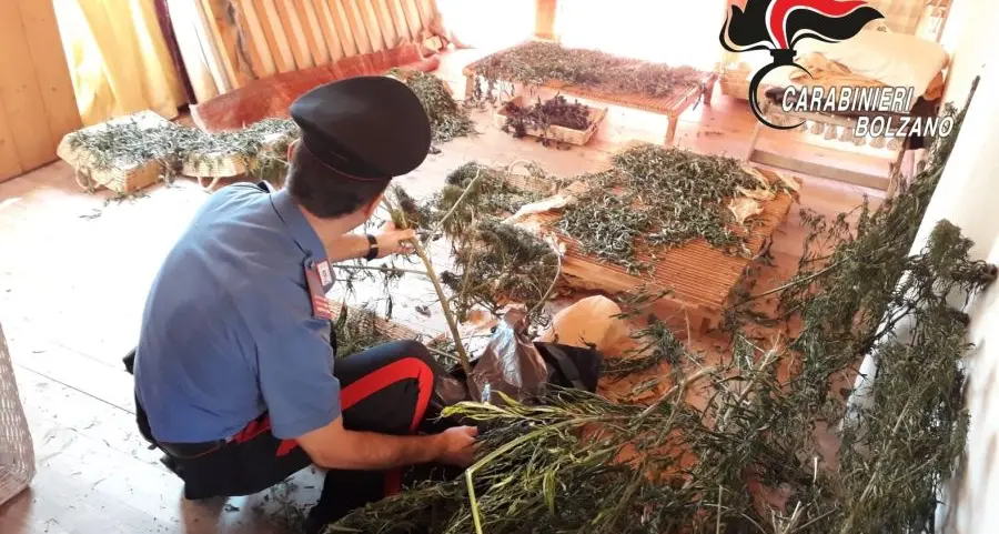 Naturno. Coltivava marijuana, denunciato un agricoltore di 71 anni
