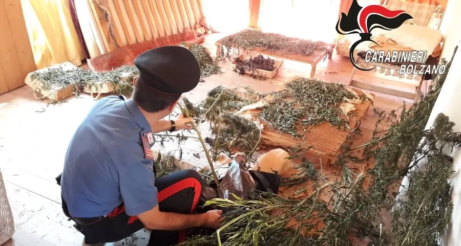 Il campo di marijuana del contadino settantenne