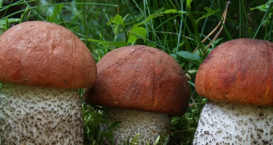 Al Museo di Scienze la mostra «I funghi dell’Alto Adige»