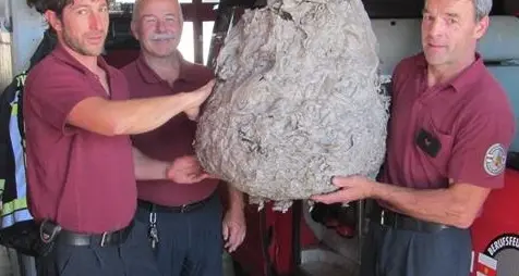 Nido di vespe gigante rimosso dai pompieri