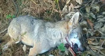 \"Lupo ucciso a fucilate sui Monti Lessini, i bracconieri sono sicuri dell'impunità\"
