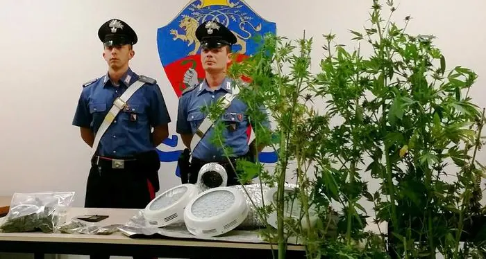 Val Venosta, trovata una coltivazione di marijuana nel bosco