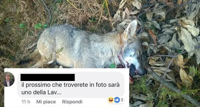 Lupo ucciso in Veneto, il consigliere: \"La prossima volta uno della Lav\"