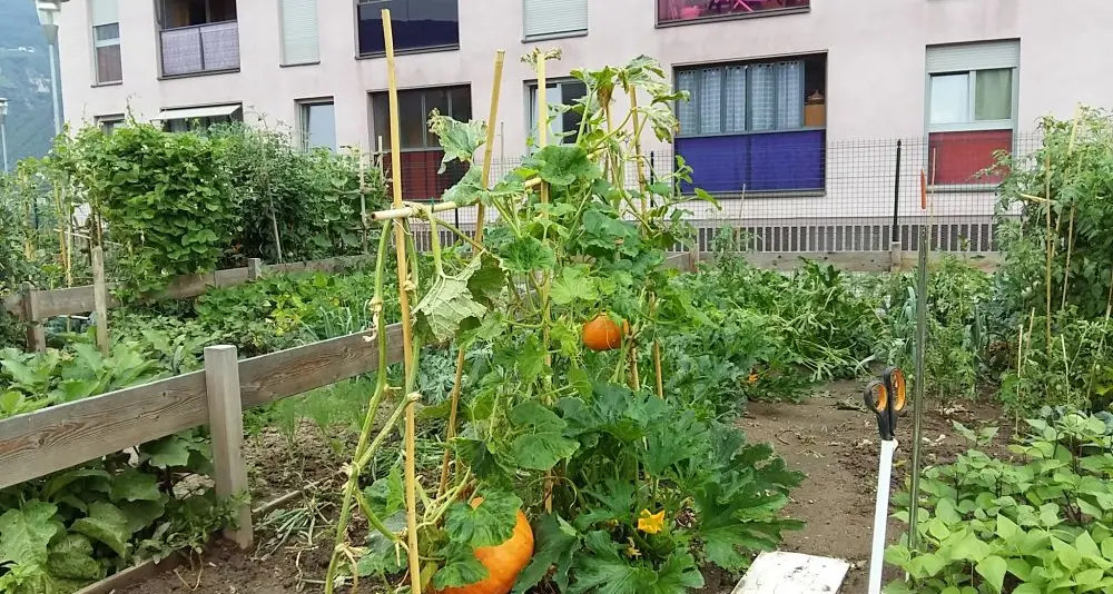 Bolzano, il progetto del Comune: orti urbani sui tetti della zona industriale