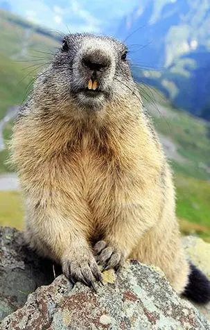 Oggi film dibattito di Wwf e Gaia sulle marmotte