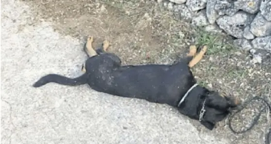 Rottweiler morde un bambino, il padrone uccide il cane