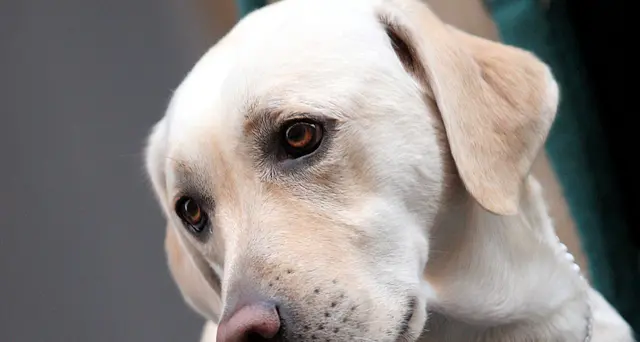 No a cane per cieca,multato il Gambrinus