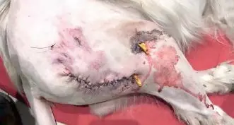 Cagnolino sbranato a Bolzano, «Lo stesso esemplare ha aggredito anche il mio piccolo Toby»