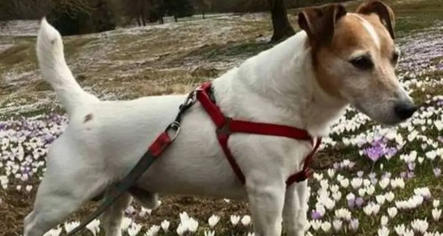 Il dolce Milo cerca una famiglia